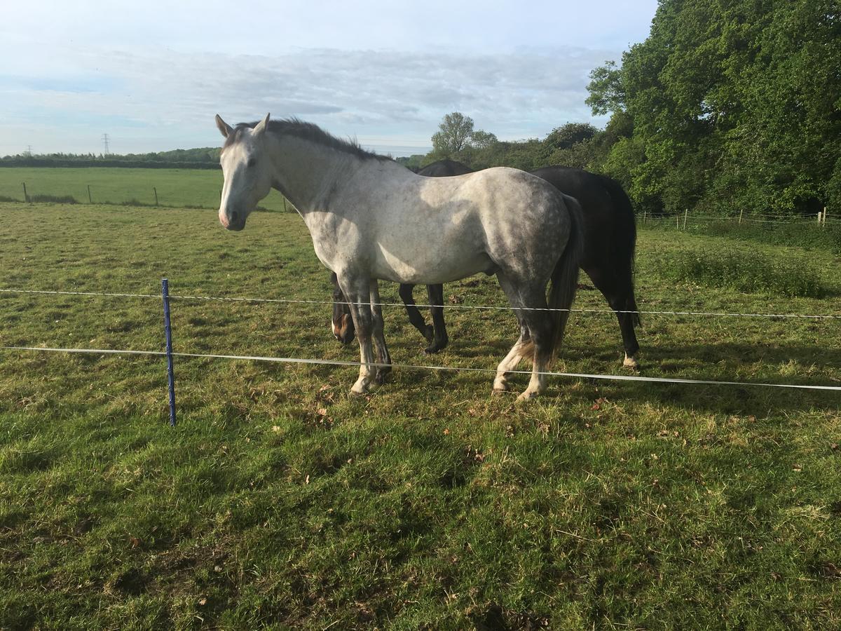 Bridleway Bed & Breakfast Hackthorn Extérieur photo